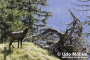 Wildlebende Gemse im Allgäu Wildlebende Gemse im Allgäu
