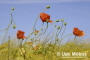 Mohnblumen im Gerstefeld Mohnblumen im Gerstefeld