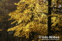 Deisterherbst Deisterherbst