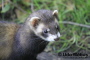 Wiesel im Otternpark Wiesel im Otternpark