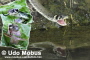 Wildlebende Kreuzotter - Saußbachklamm Bayerischer Wald - Mai 2012 Wildlebende Kreuzotter - Saußbachklamm Bayerischer Wald - Mai 2012
