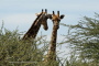Wild lebende Giraffen in Afrika Wild lebende Giraffen in Afrika