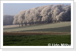 Frost am Waldrand - Pohle