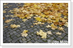 Herbstlaub auf Pflasterstein