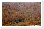 Herbstwald mit Blick vom Kyffhäuser im Harz