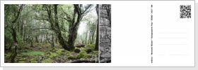 Mystische-Wälder - IRLAND